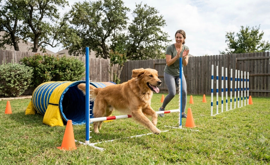 Why a Dog Agility Course Is a Fun Way to Keep Your Dog Active