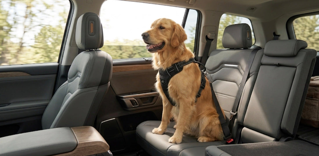 Every Car Ride Is Safer with a Dog Seat Belt Harness