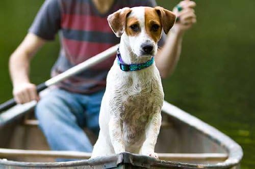 LupinePet Originals 3/4" Rain Song 13-22" Adjustable Collar for Medium and Larger Dogs