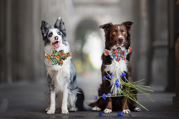 Lionheart Glory Cute Floral Pattern Pet Collar - Adjustable for X-Small Dogs