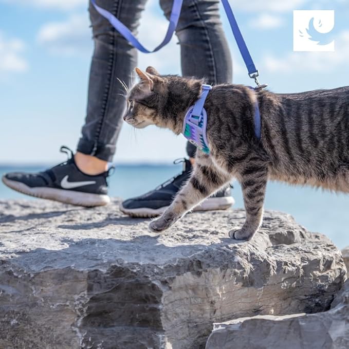 RC Pets Adventure Kitty Harness Includes Adjustable, Airmesh Fabric, 6' Leash and D-Ring Cat Walking Harness | Raspberry, Small