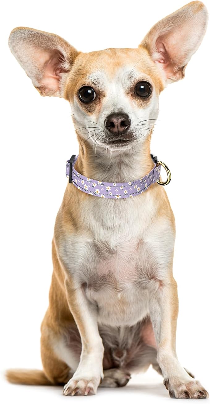 Reflective Dog Collar for Extra Small Dogs, Cute Flower Theme Adjustable Heavy-Duty Nylon Puppy Collar for Boy and Girl Female, Soft Pet Accessories with Quick Release Buckle, Purple White