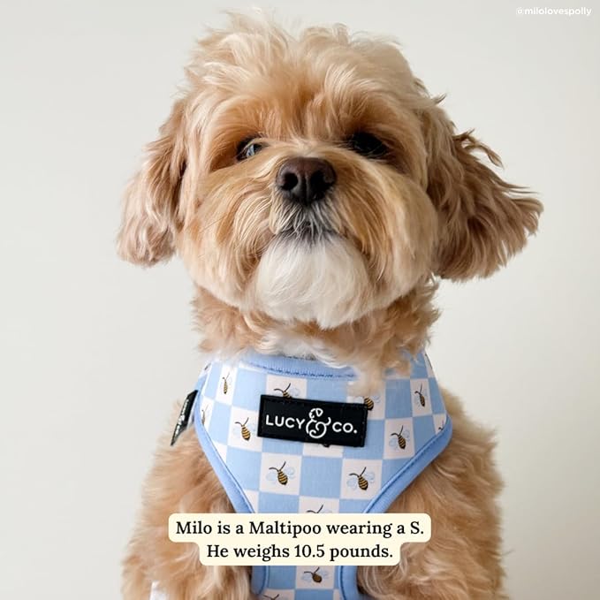 Lucy & Co. Bumbling Around Reversible Dog Harness, Adjustable Comfort Fit with Dual Leash Attachments, X-Small