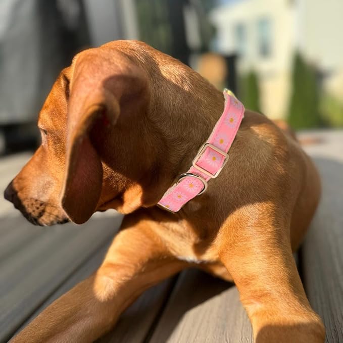 Woven Dog Collar with Metal Buckle Adjustable Jacquard Retro Dog Collars for Small Medium Large Dogs(Pink Daisy,S)