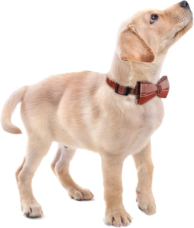 Faleela Soft &Comfy Bowtie Dog Collar,Detachable and Adjustable Bow Tie Collar,for Small Medium Large Pet (Medium (Pack of 1), Orange)