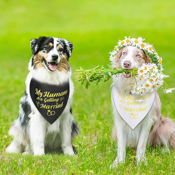 SZEE Wedding Decorations for Pets, 2 Pack My Humans are Getting Married Dog Bandanas, Engagement Party Decorations, Wedding or Engagement Gift for Couples, Dog Wedding Bandanas (Gold, XL)