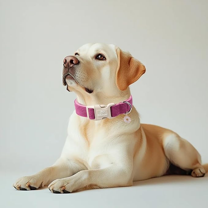 Cute Corduroy Dog Collar - Fuchsia Adjustable Dog Collars for Medium Dogs 25-50lbs, Fade-Proof with Secure Snap & Little Charm, Christmas Birthday Gift, M