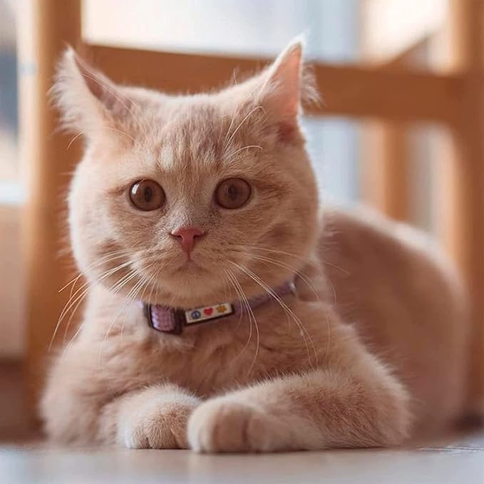 Pawtitas Reflective Pink Cat Collar with Safety Buckle and Removable Bell for Kitten and Cats