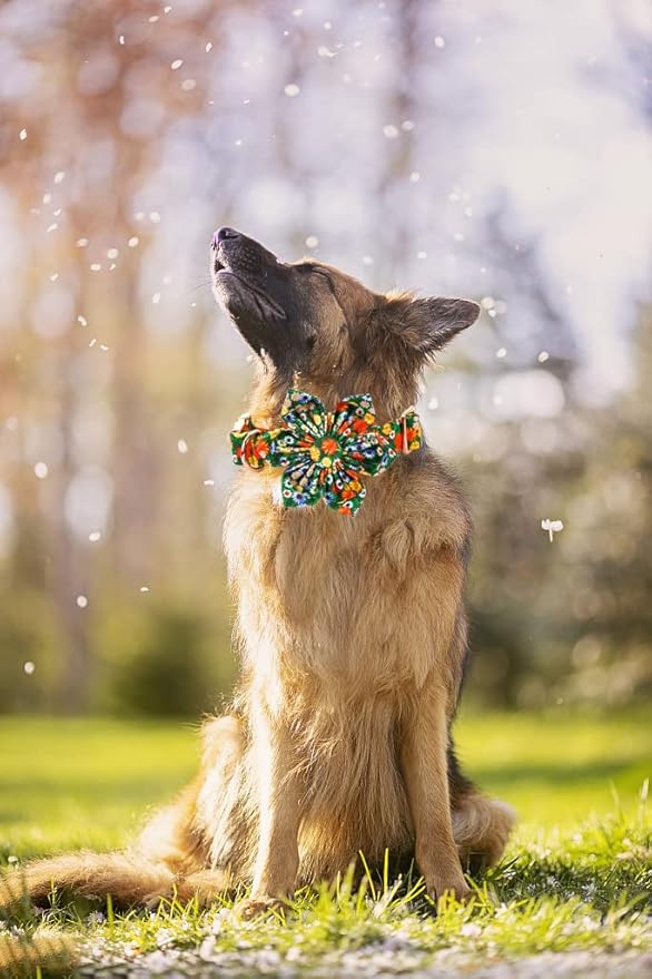 Lionheart Glory Floral Dog Collar - Adjustable, X-Large, Cute Floral Pattern