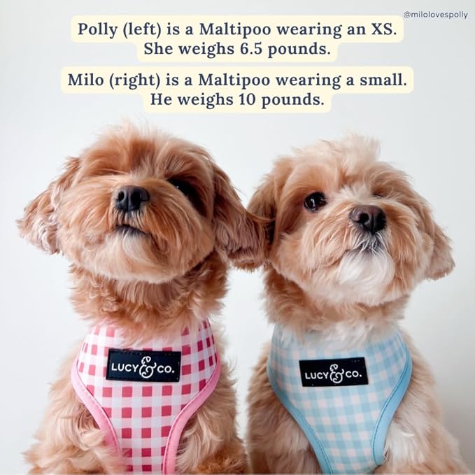 Lucy & Co. Cute Reversible Dog Harness Walking Halter - Best Designer Pet Harnesses for XS - XL Dogs - Padded Adjustable Vest for Easy Walking (X-Small, Ballet Bows - White & Pink Bows)