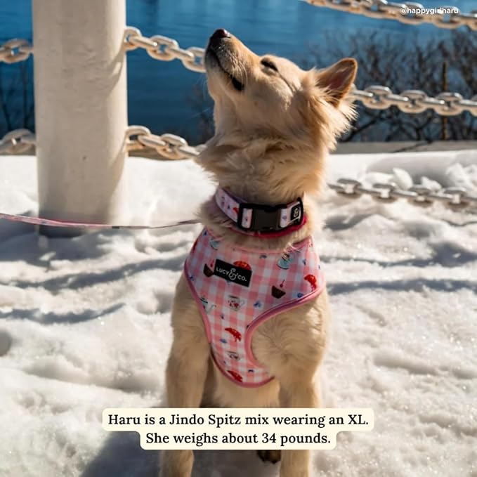 Lucy & Co. Sipping Slowly Reversible Dog Harness, Adjustable Comfort Fit with Dual Leash Attachments, X-Small