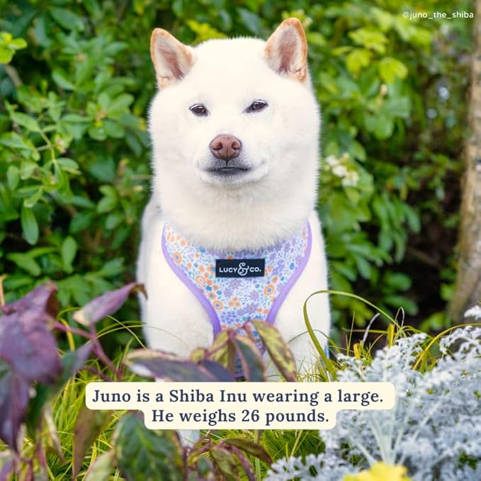 Lucy & Co. Cute Reversible Dog Harness Walking Halter - Best Designer Pet Harnesses for XS - XL Dogs - Padded Adjustable Vest for Easy Walking (X-Large, Among The Wildflowers - Purple Floral)