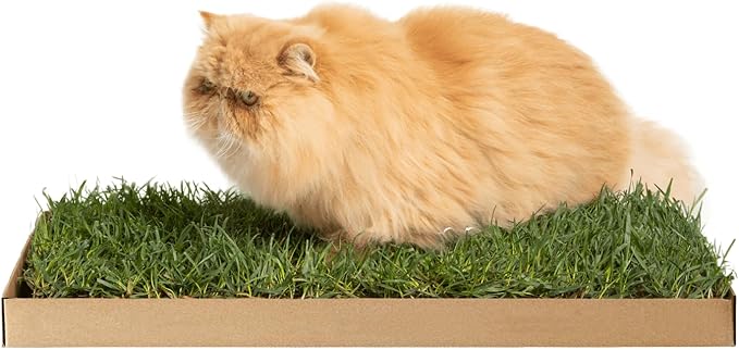 Kitty Lawn Real Grass Cat Window Perch - Natural Indoor Lounger for Large & Small Cats - California Grass - 24x9 Inch - USA Grown