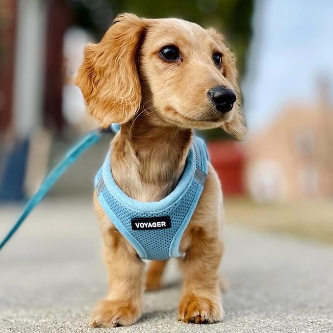 Best Pet Supplies Voyager Step-in Air Harness - All Weather Mesh, Reflective, No Pull Harness for Dogs, Cats - Secure with Hook & Loop Fastener, Buckle, Double D-Rings - Baby Blue, L