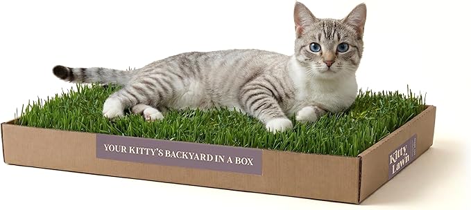Kitty Lawn Real Grass Cat Window Perch - Natural Indoor Lounger for Large & Small Cats - California Grass - 24x9 Inch - USA Grown
