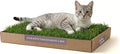 Kitty Lawn Real Grass Cat Window Perch - Natural Indoor Lounger for Large & Small Cats - California Grass - 24x9 Inch - USA Grown