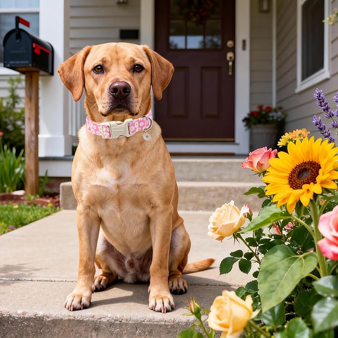 DOGWONG Flower Dog Collar-Daisy Flower Print Girl Dog Collar for Large Cute Dog Collars Spring Female Pet Gift Adjustable Heavy-Duty Soft Collar，S