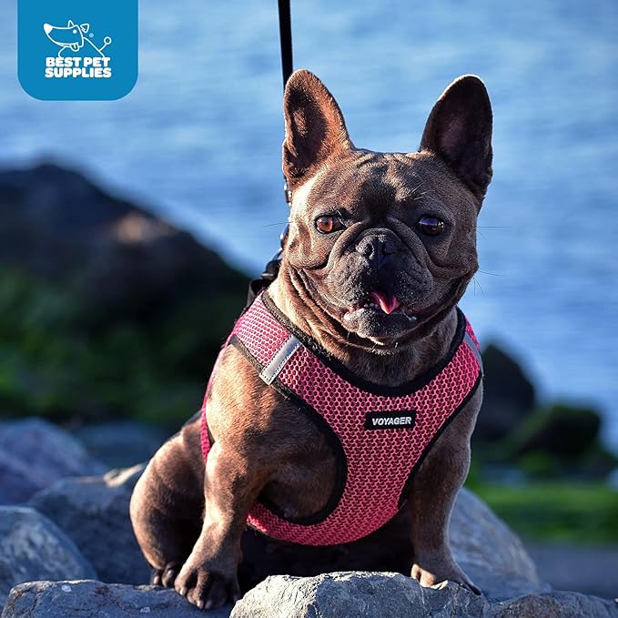 Best Pet Supplies Voyager Step-in Air Harness - All Weather Mesh, Reflective, No Pull Harness for Dogs, Cats - Secure with Hook & Loop Fastener, Buckle, Double D-Rings - Blue, XXXS