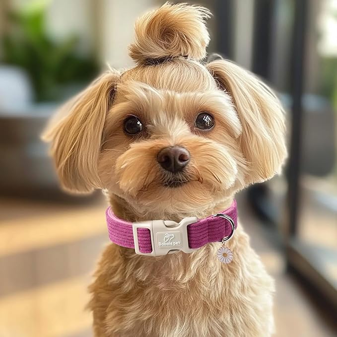 Cute Corduroy Dog Collar - Fuchsia Adjustable Dog Collars for X-Small Dogs 4-10lbs, Fade-Proof with Secure Snap & Little Charm, Christmas Birthday Gift, XS
