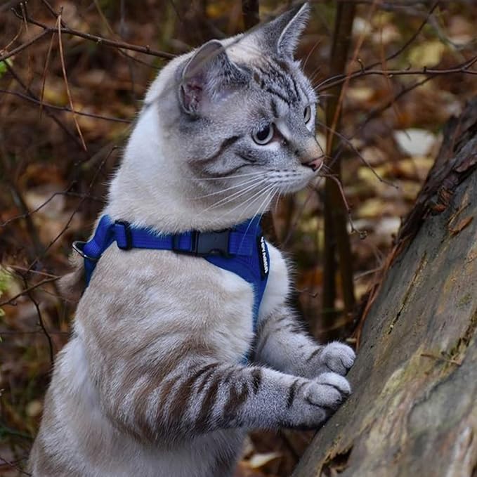 Voyager Escape-Proof Step-in Lock Cat Harness & 5ft Neoprene-Handle Leash Set All-Weather Mesh with Reflective Stitching for Small to Large Cats by Best Pet Supplies, Royal Blue, S
