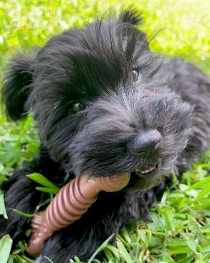 Nylabone Groove Bone Power Chew Toy for Dogs, Dental Dog Toys for Aggressive Chewers, Dog Chew Bone, Long Lasting Flavor Medley Flavor, For Medium Dogs - Up to 35 lbs, 1 Count