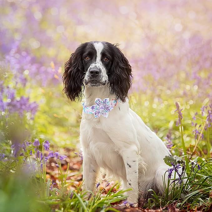 Lionheart Glory Cute Floral Pattern Adjustable Dog Collar for X-Small Dogs - Purple with Flower