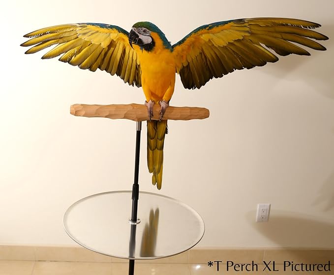 Parrot Training Perch Stand with Potty Tray (T Perch, Small)
