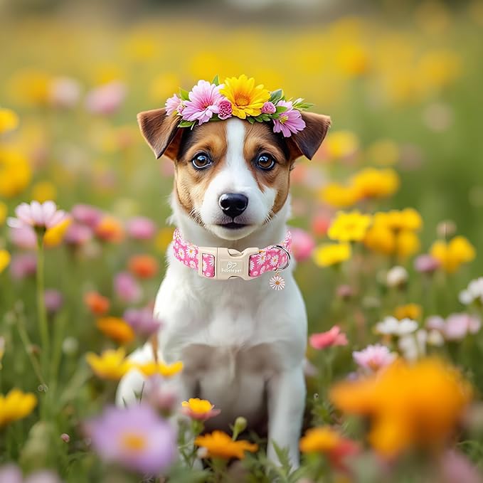 Summer Daisy Dog Collar, Cute Floral Adjustable Pink Dog Collars for Small Dogs, Lightweight Quick-Release Buckle Collar for Boy&Girl Dogs S