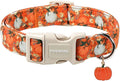 DOGWONG Fall Pumpkin Dog Collar- Cute Daisy Pumpkin Dog Collars Adjustable Orange Halloween Thanksgiving Dog Collar for Small Medium Large Dogs M