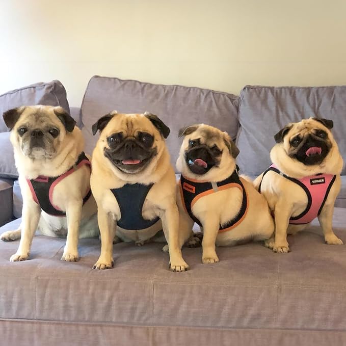 Best Pet Supplies Voyager Step-in Air All Weather Mesh Harness and Reflective Dog 5 ft Leash Combo with Neoprene Handle, for Small, Medium and Large Breed Puppies - Blue/Black Trim, Small