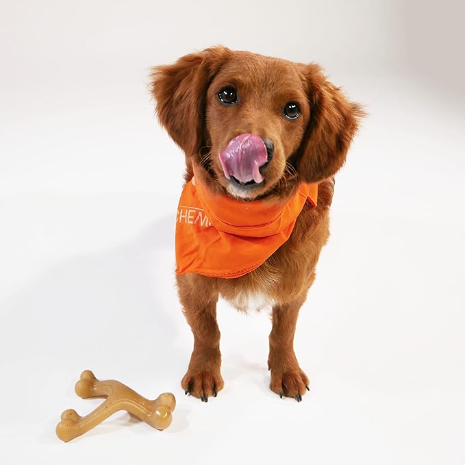 Nylabone Gourmet Style Wishbone Strong Chew Toy for Dogs, Chicken Flavor, Large - Up to 50 lbs, 1 Count