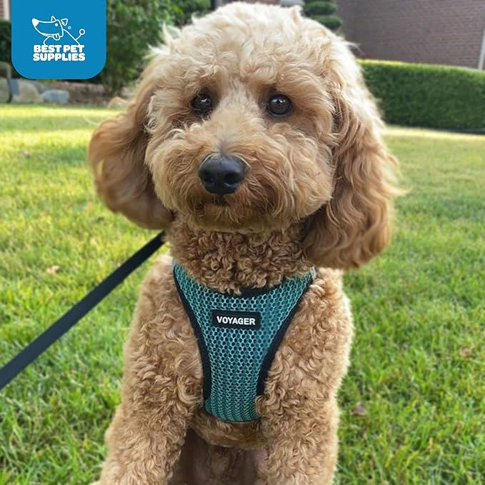 Best Pet Supplies - All Weather Mesh/Plush, Reflective, No Pull Harness for Small, Medium Dogs, Cats - Secure with Hook & Loop Fastener, Buckle, Double D-Rings - Turquoise 2-Tone, S