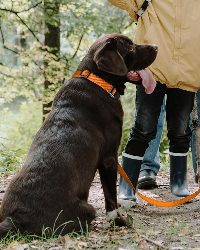 TagME Reflective Nylon Dog Collars, Adjustable Classic Pet Collar with Quick Release Buckle for Extra Large Dogs, Orange, 1¼" Width