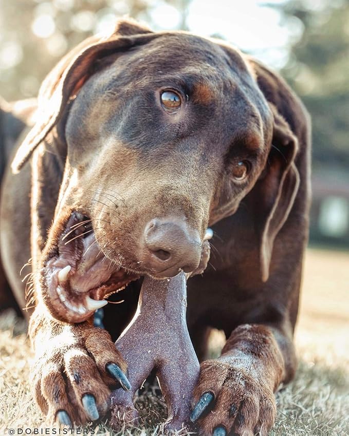 SPOT Bam-Bones Wishbone - Made with Strong Bamboo Fiber, Durable Long Lasting Dog Chew for Light to Moderate Chewers, Great Toy for Adult Dogs & Teething Puppies Under 50lbs, 7in, Bacon Flavor