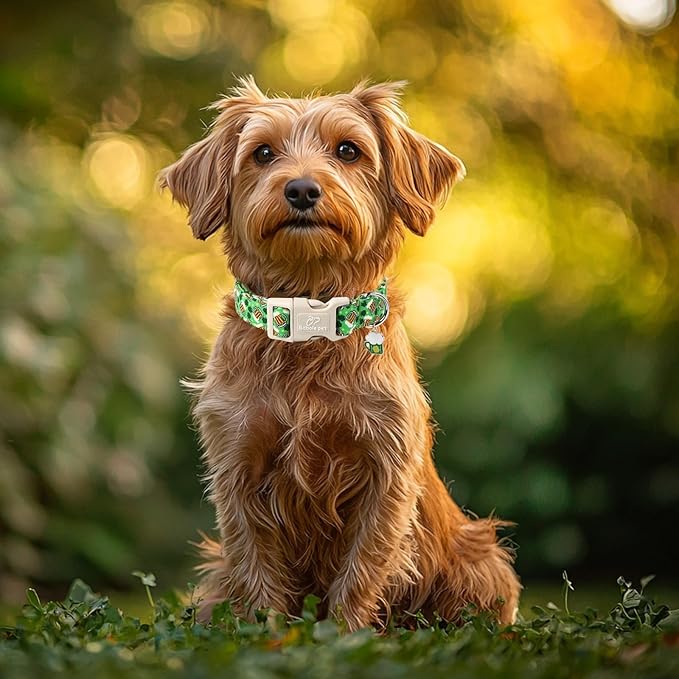 St Patricks Day Dog Collar for Medium Dogs - Green Beer Shamrock Dog Collars for Boys&Girls Dogs, Adjustable Irish Clover Puppy Collar with Quick Release Buckle M