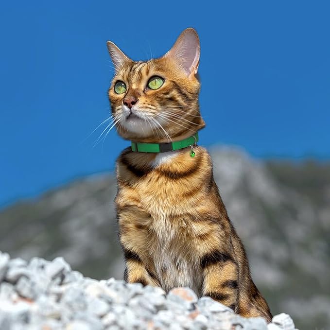Breakaway Cat Collar Leather with Removable Bell - 13 Colors Available - Soft Adjustable Girl Boy Safety Lightweight Pet Kitten Collars Pink Brown Blue Green Red Orange Black (Red)