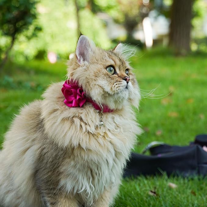azuza 2 Pack Cat Collar Floral with Bell and Removable Flower Bowtie Breakaway Adjustable Velvet Fabric Cat Collar for Pets and Daily Decoration，Hot Pink & Purple