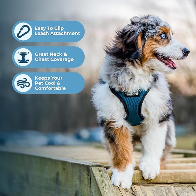 Voyager Step-in Pet Harness - All Weather Mesh, Adjustable Step in Harness for Cats and Dogs by Best Pet Supplies - Turquoise/Black Trim, M