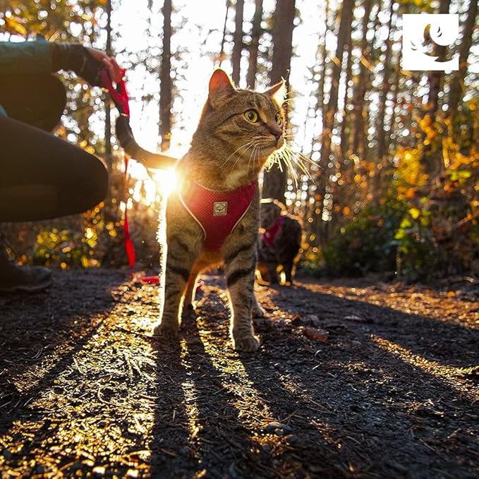 RC Pets Adventure Kitty Cat Harness | Adjustable Airmesh Vest with D-Ring and 6ft Leash for Walking and Travel | Maze, Medium