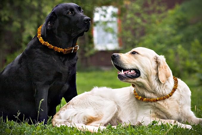 Amber Collars for Dogs & Cats - Baltic Amber Dog & Cat Collar with Adjustable Leather Strap - Raw Knotted Amber Beads (20-25cm)