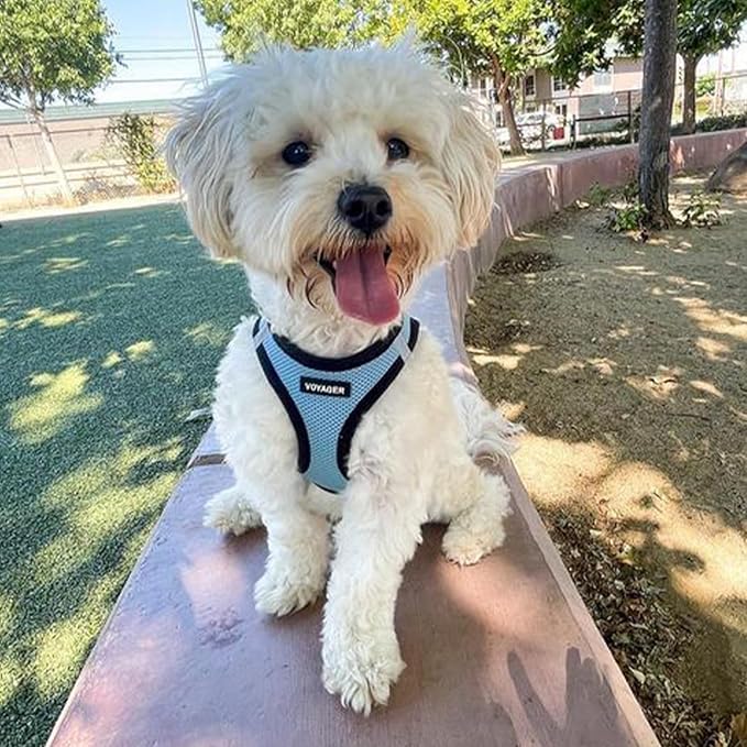 Best Pet Supplies - All Weather Mesh / Plush, Reflective, No Pull Harness for Small, Medium Dogs, Cats - Secure with Hook & Loop Fastener, Buckle, Double D-Rings - Baby Blue/Black Trim, S