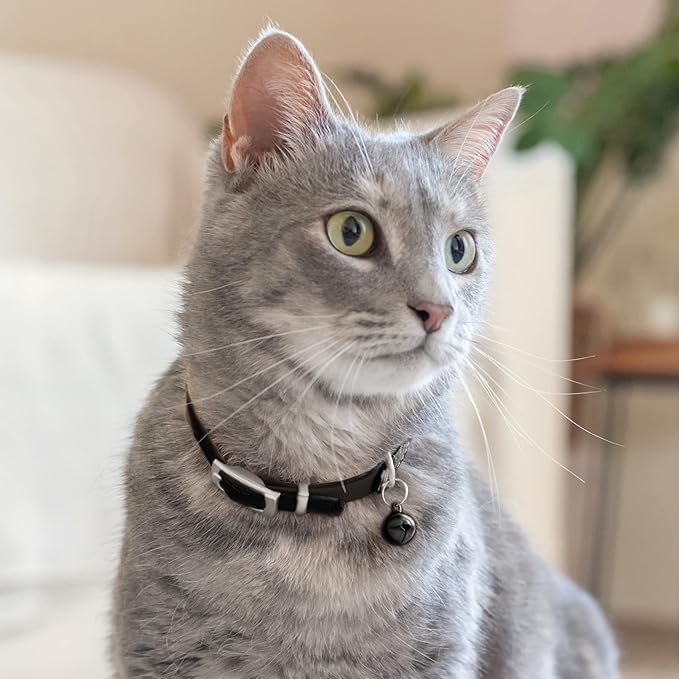 CollarDirect Leather Cat Collar with Bell - Kitten Collar, Small and Big Cat Collar for Boy Cats, Girl Cats with Safety Elastic Strap (Neck Fit 8"-11", Black)