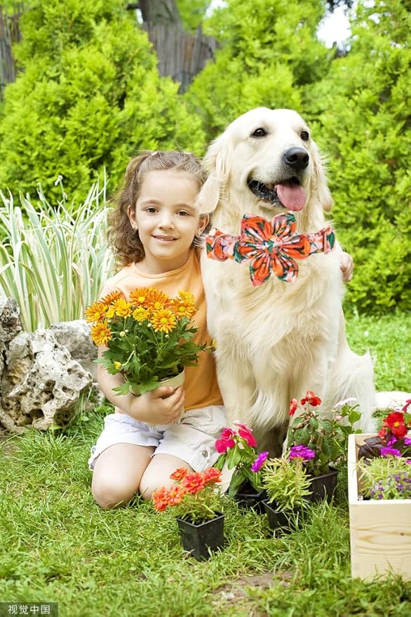 Lionheart Glory Cute Floral Pattern Pet Collar - Adjustable for X-Large Dogs
