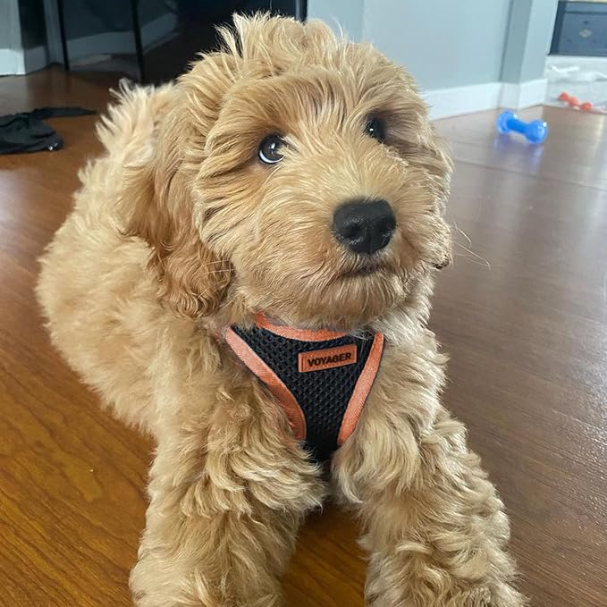 Best Pet Supplies Voyager Step-in Air All Weather Mesh Harness and Reflective Dog 5 ft Leash Combo with Neoprene Handle, for Small, Medium and Large Breed Puppies - Black/Orange Trim, Large