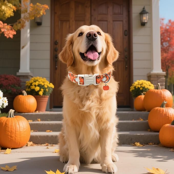 DOGWONG Fall Pumpkin Dog Collar- Cute Daisy Pumpkin Dog Collars Adjustable Orange Halloween Thanksgiving Dog Collar for Small Medium Large Dogs M