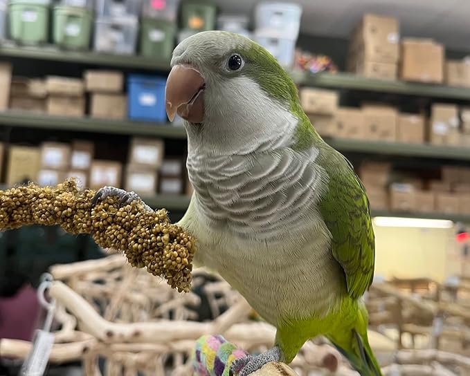 Birds LOVE Economy Special Spray Millet - GMO-Free (No Stems Only Edible Tops) for Birds Cockatiel, Lovebird, Parakeet, Finch, Canary All Parrots Healthy Treat 7oz - Pack of 4