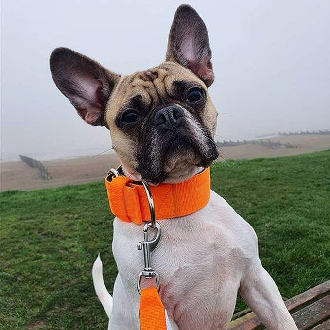 Heavy Duty Tactical Dog Collar - 1.5" Width Military Durable Thick Nylon with Adjustable Metal D Ring & Buckle Working Training K9 Collar for Medium Large Dogs (M(17"-20"), Orange)
