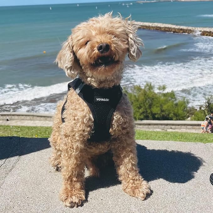 Best Pet Supplies Voyager Step-in Air Harness - All Weather Mesh, Reflective, No Pull Harness for Dogs, Cats - Secure with Hook & Loop Fastener, Buckle, Double D-Rings - Black, XS