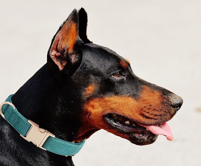 Soft Cotton Dog Collar with Metal Buckle Adjustable Heavy Duty Comfy Corduroy Collars for Small Medium Large Dogs,Dark Green,Medium