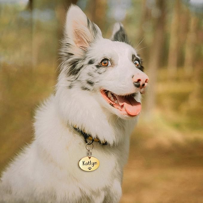 Anavia Small Size Dog Cat ID Tags, Small/XS Personalized Color Plated Stainless Steel Puppy Kitten Name Tags, Customized Engraved Nameplate Pet Collar Tag (Rainbow, Oval)